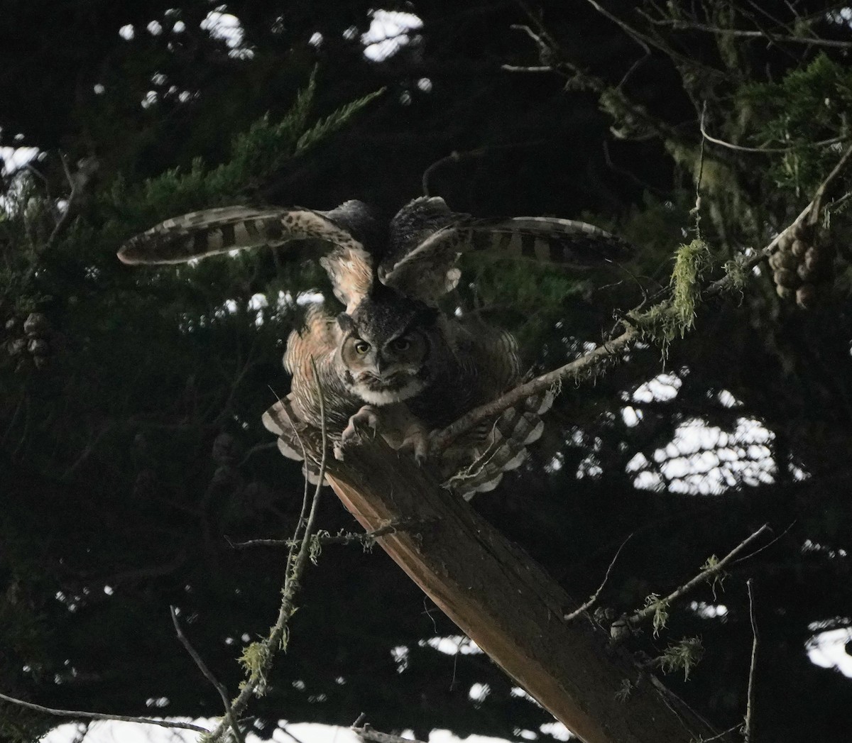 Great Horned Owl - ML189759441