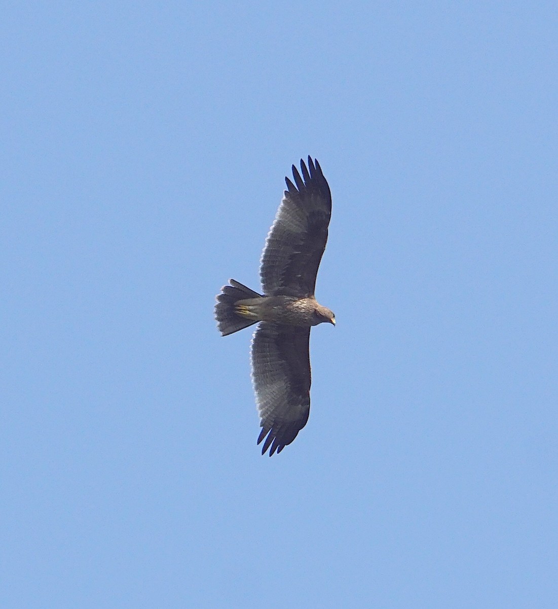 Indian Spotted Eagle - ML189761481