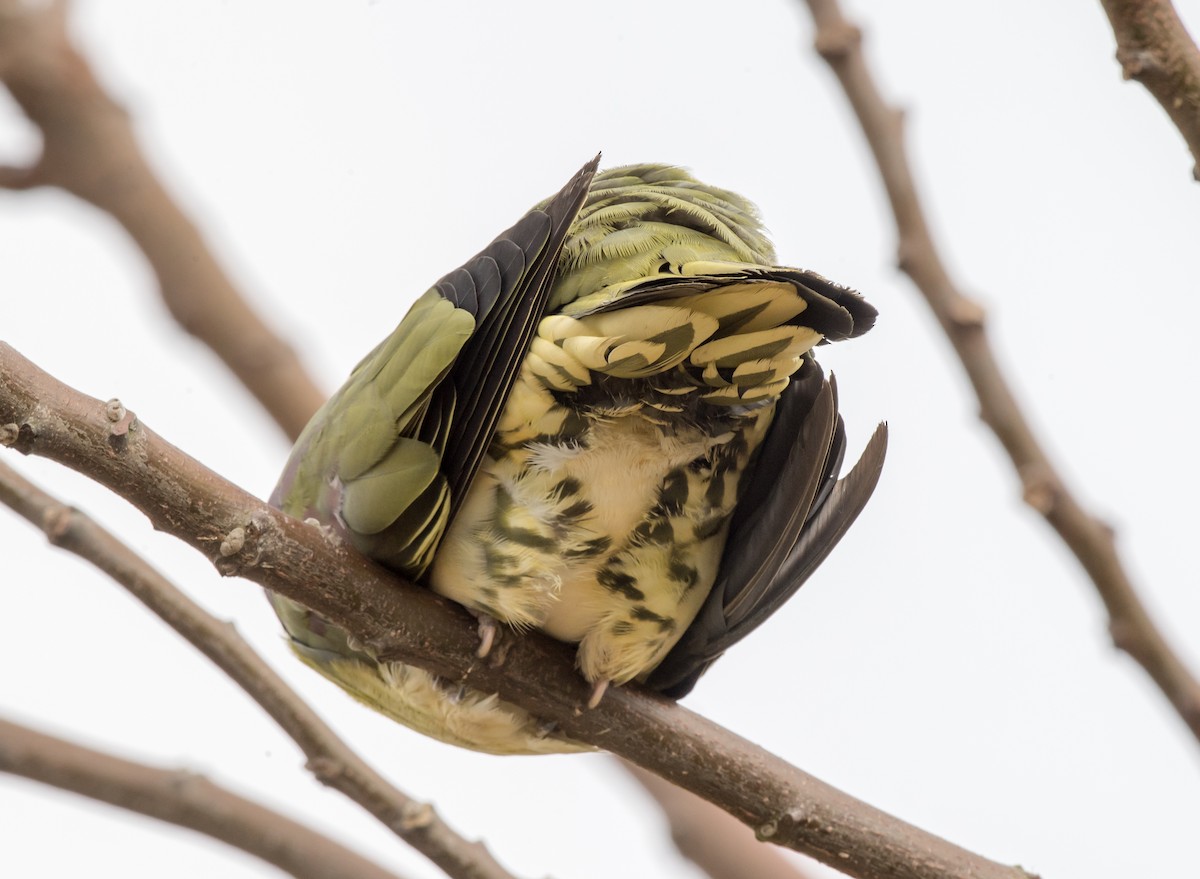 White-bellied Green-Pigeon - ML189763191