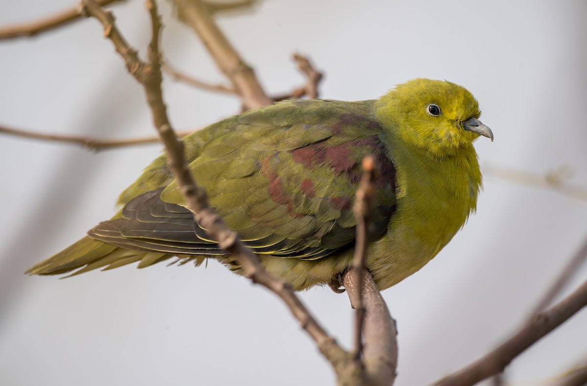 White-bellied Green-Pigeon - ML189763311