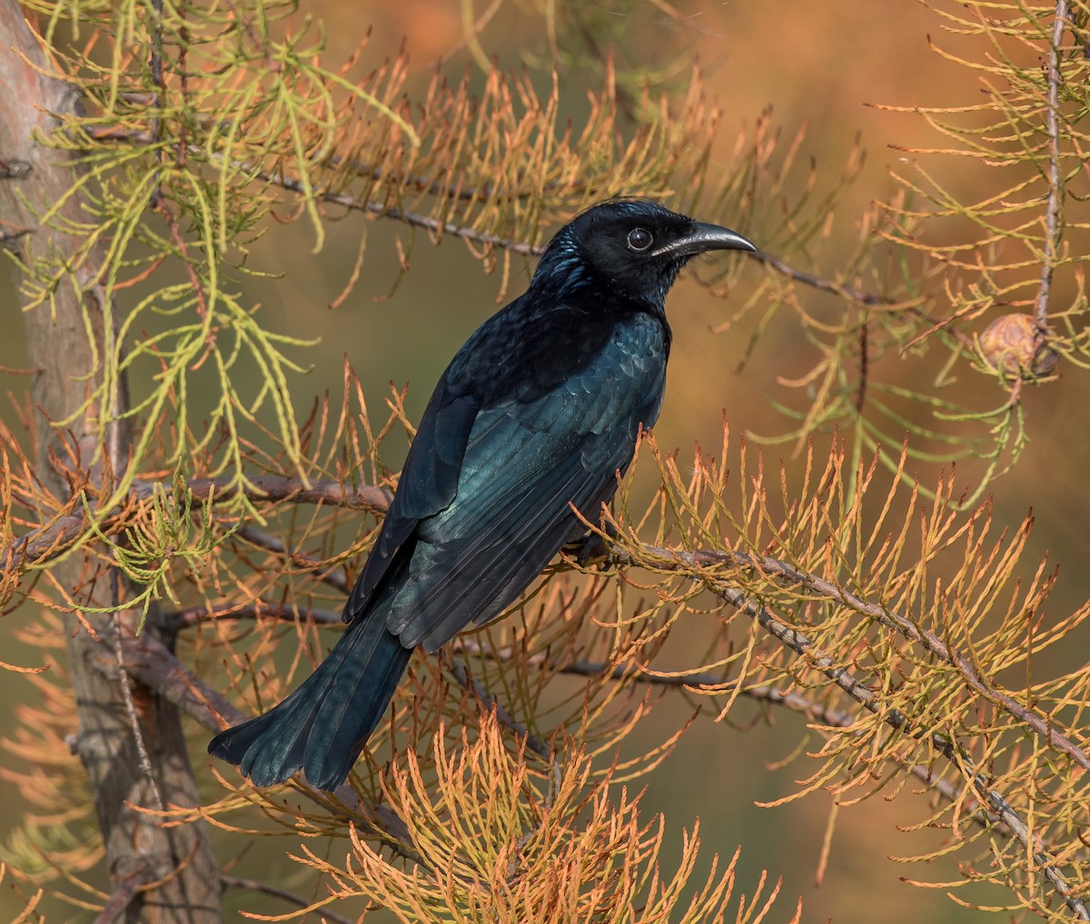 Hair-crested Drongo - ML189763321