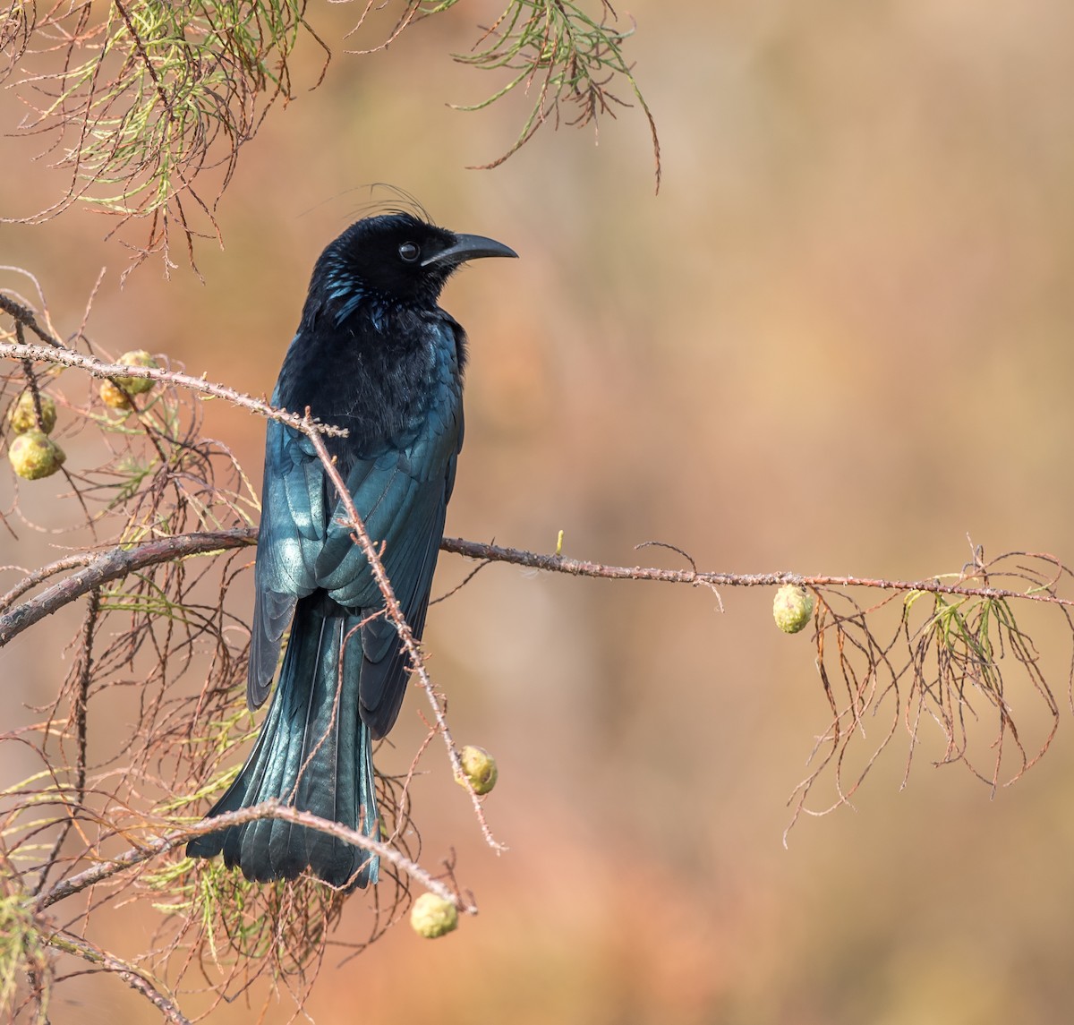 Hair-crested Drongo - ML189763331