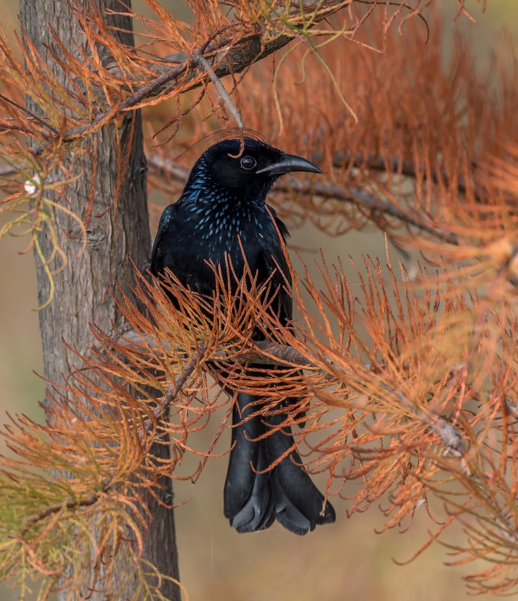 Hair-crested Drongo - ML189763341