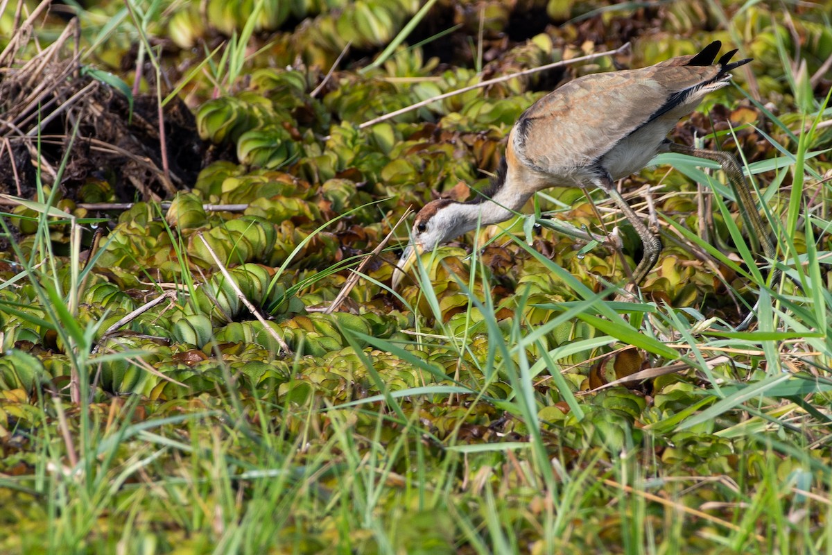 Pheasant-tailed Jacana - ML189763441