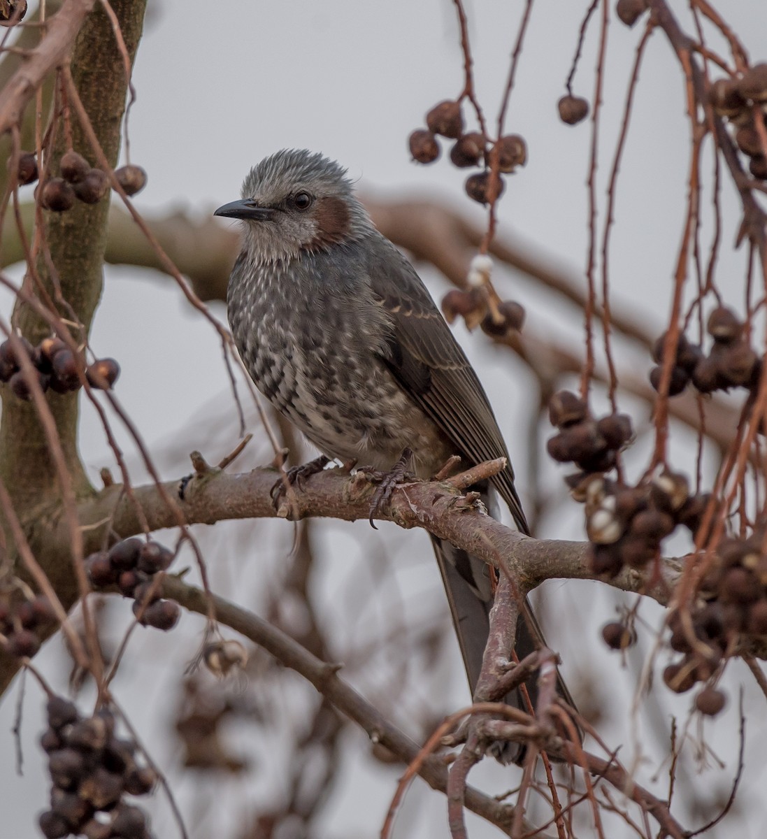 Brown-eared Bulbul - ML189763451