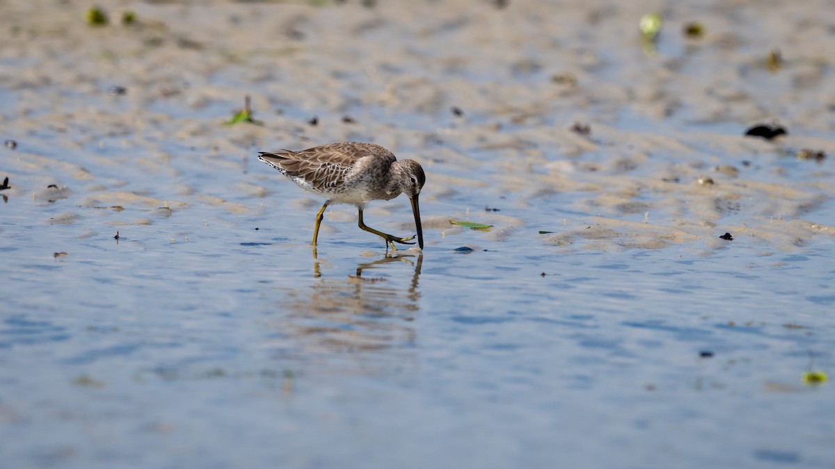 Short-billed Dowitcher - Mathurin Malby