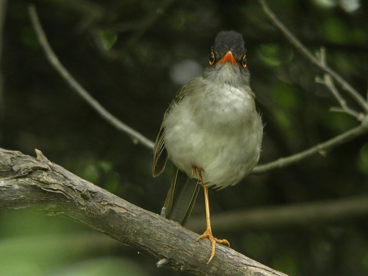 Black-headed Nightingale-Thrush - Richard Fray