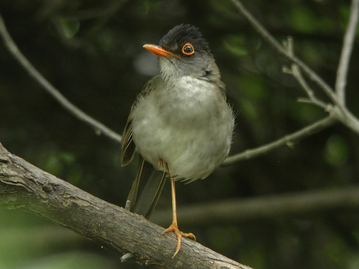 Black-headed Nightingale-Thrush - ML189765891