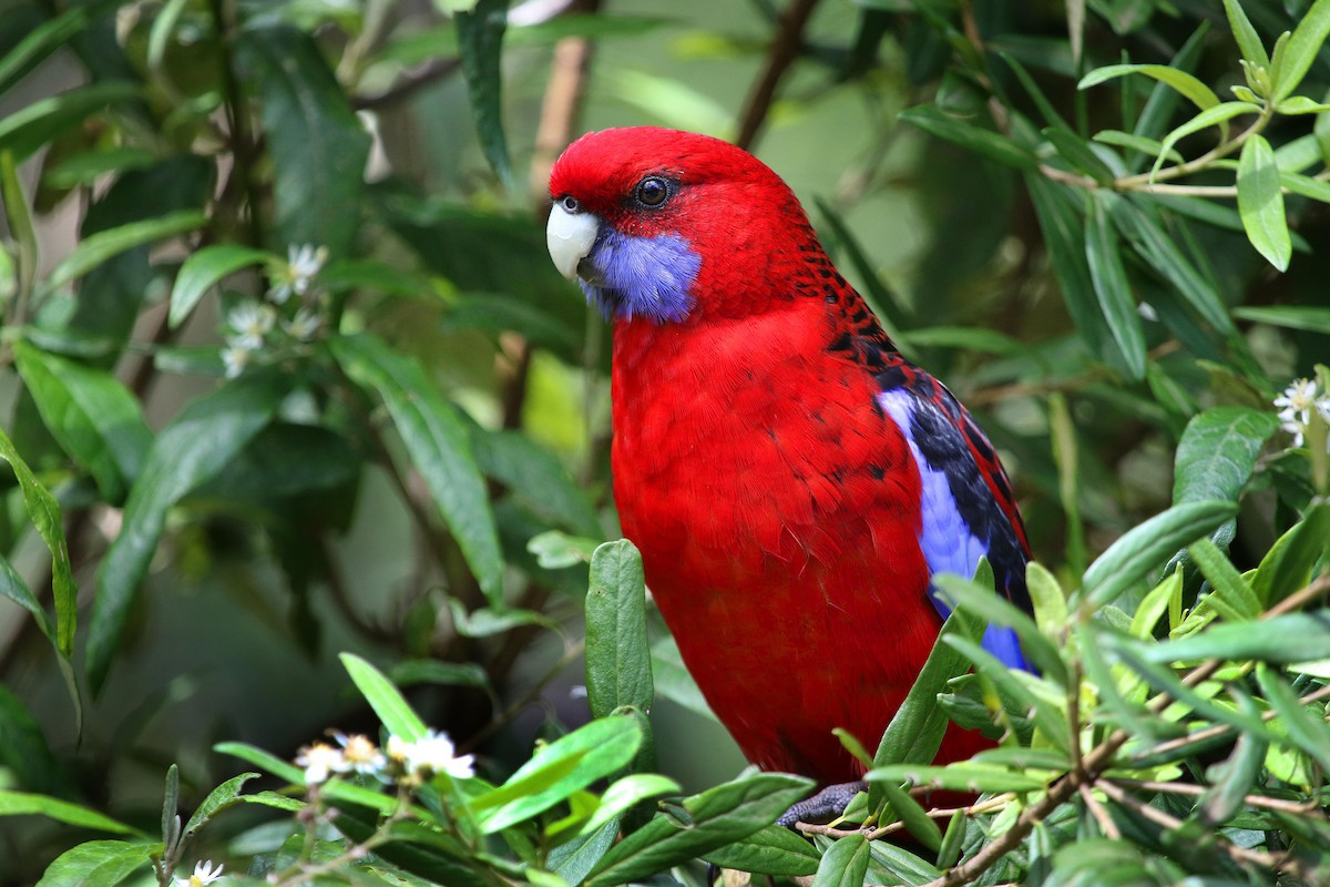 Crimson Rosella - Stuart Kelly