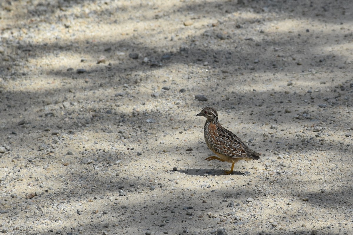 Painted Buttonquail - ML189766291