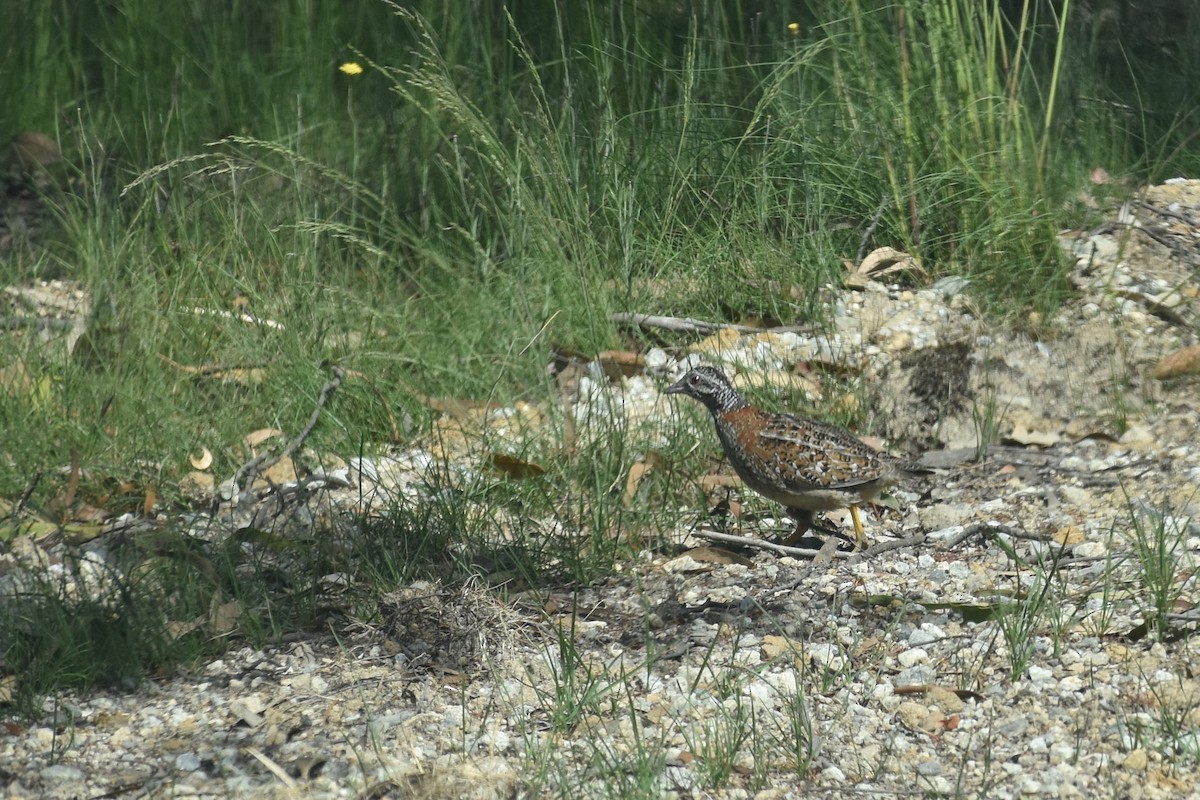 Painted Buttonquail - ML189766301