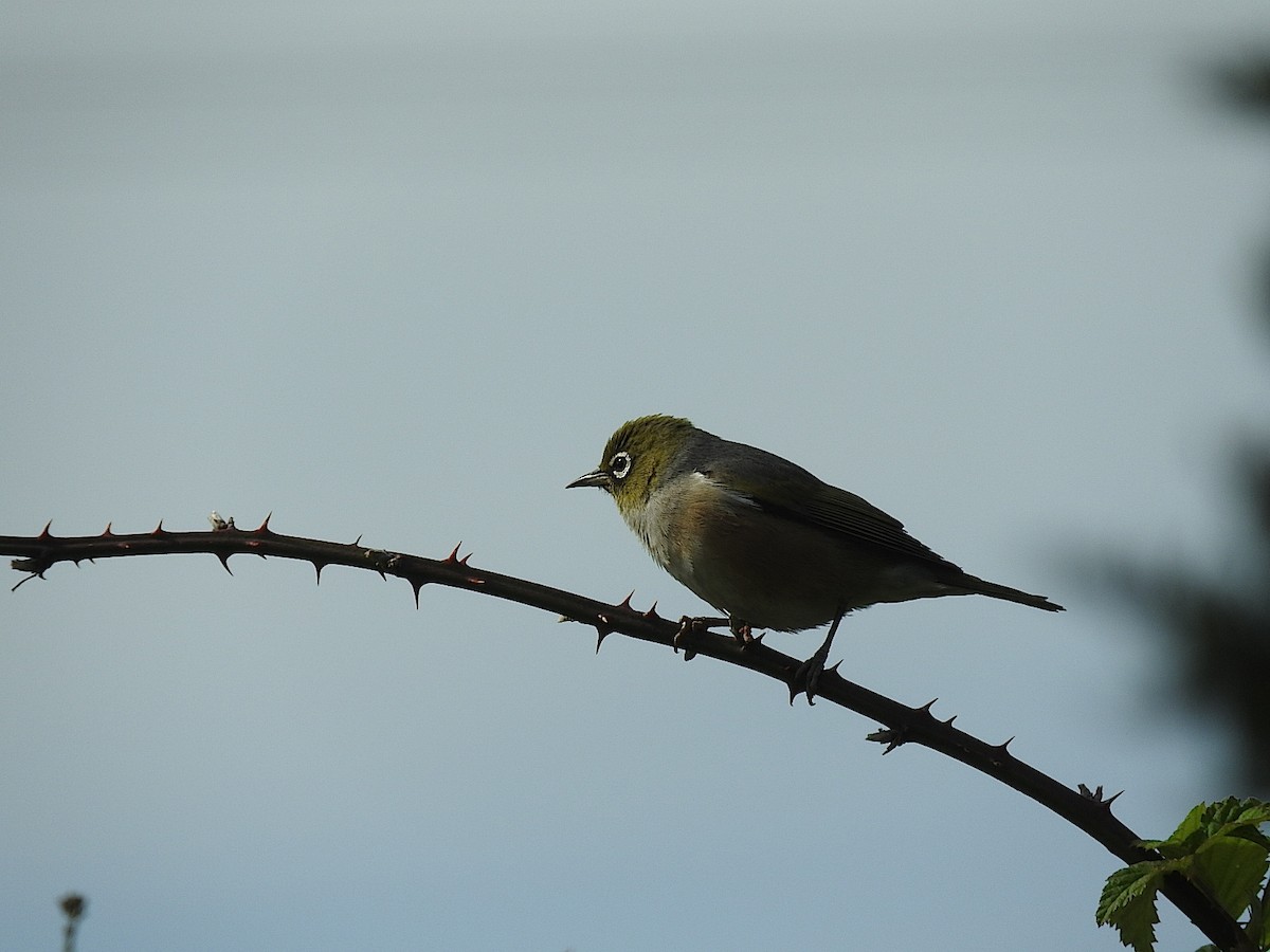 Silvereye - George Vaughan