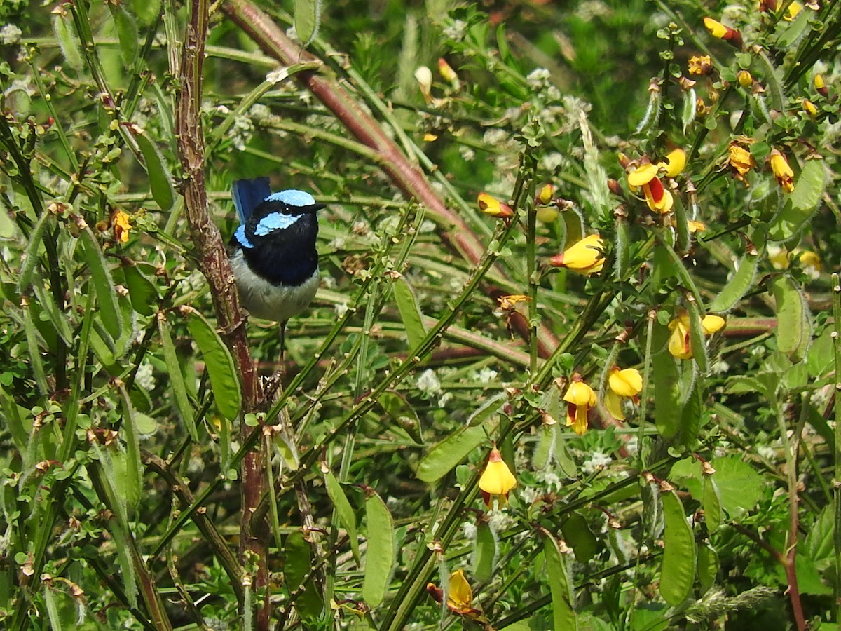 Superb Fairywren - George Vaughan