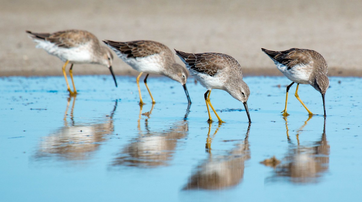 Stilt Sandpiper - ML189770111