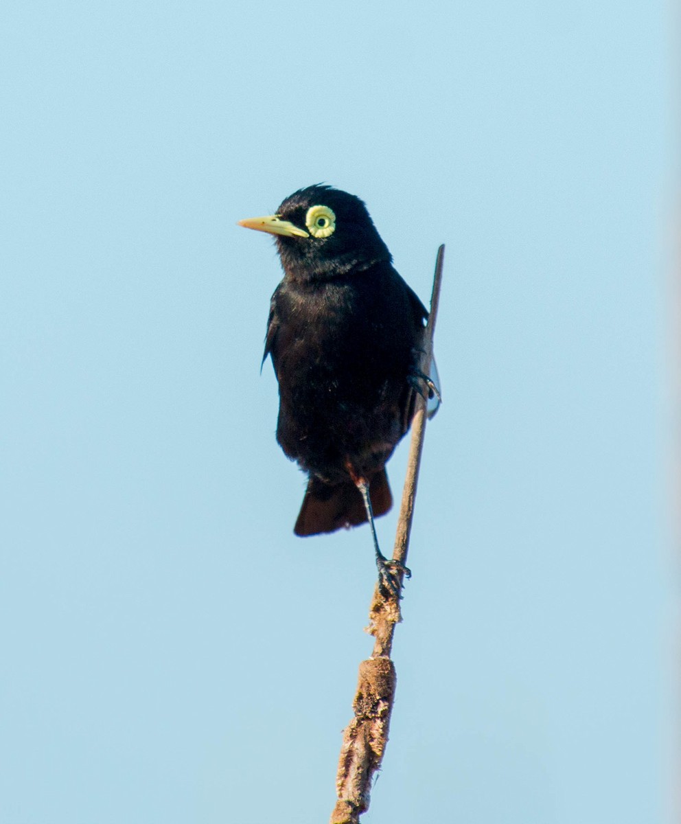 Spectacled Tyrant - ML189770211