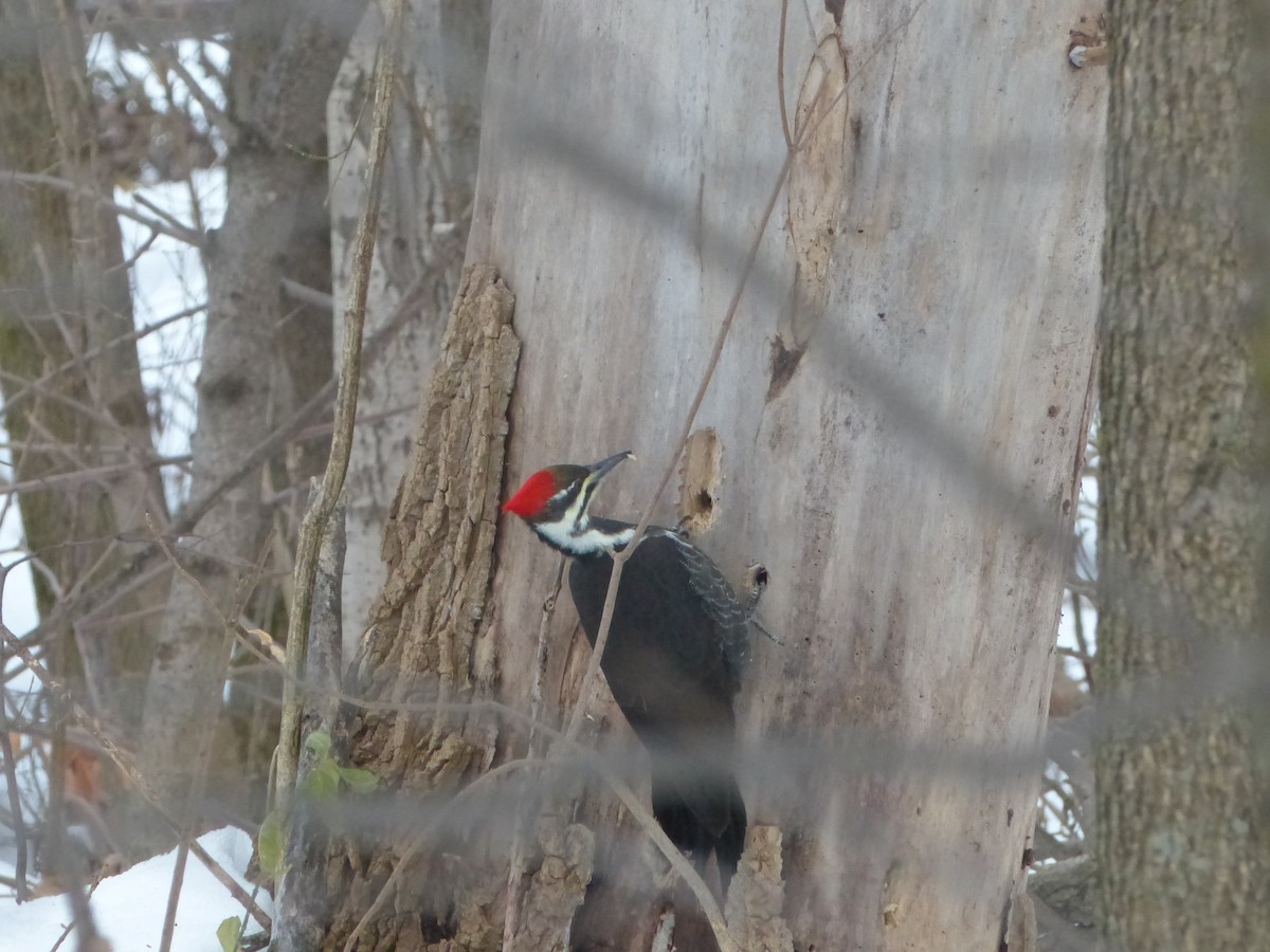 Pileated Woodpecker - ML189771921
