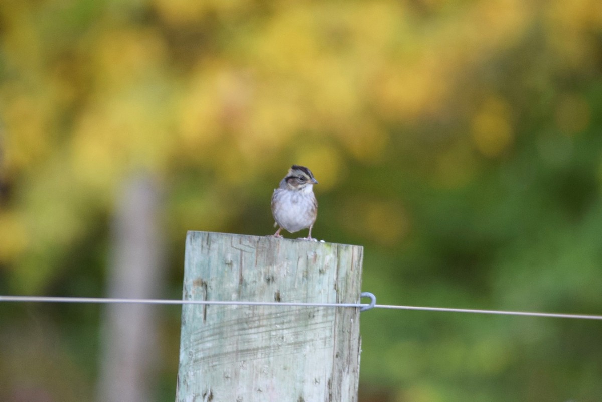 Swamp Sparrow - ML189773501