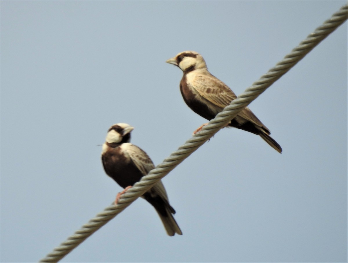 Ashy-crowned Sparrow-Lark - Omesh Bajpai
