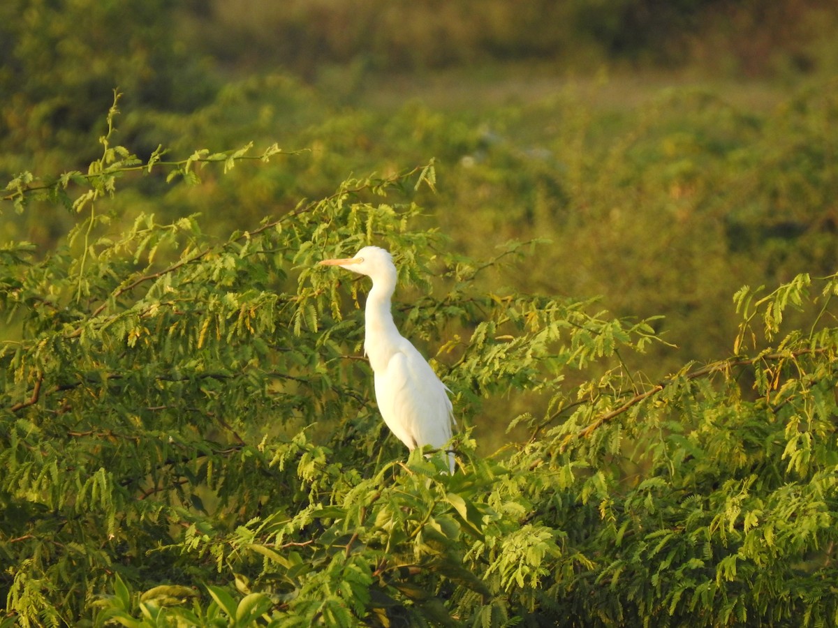 Eastern Cattle Egret - ML189774191