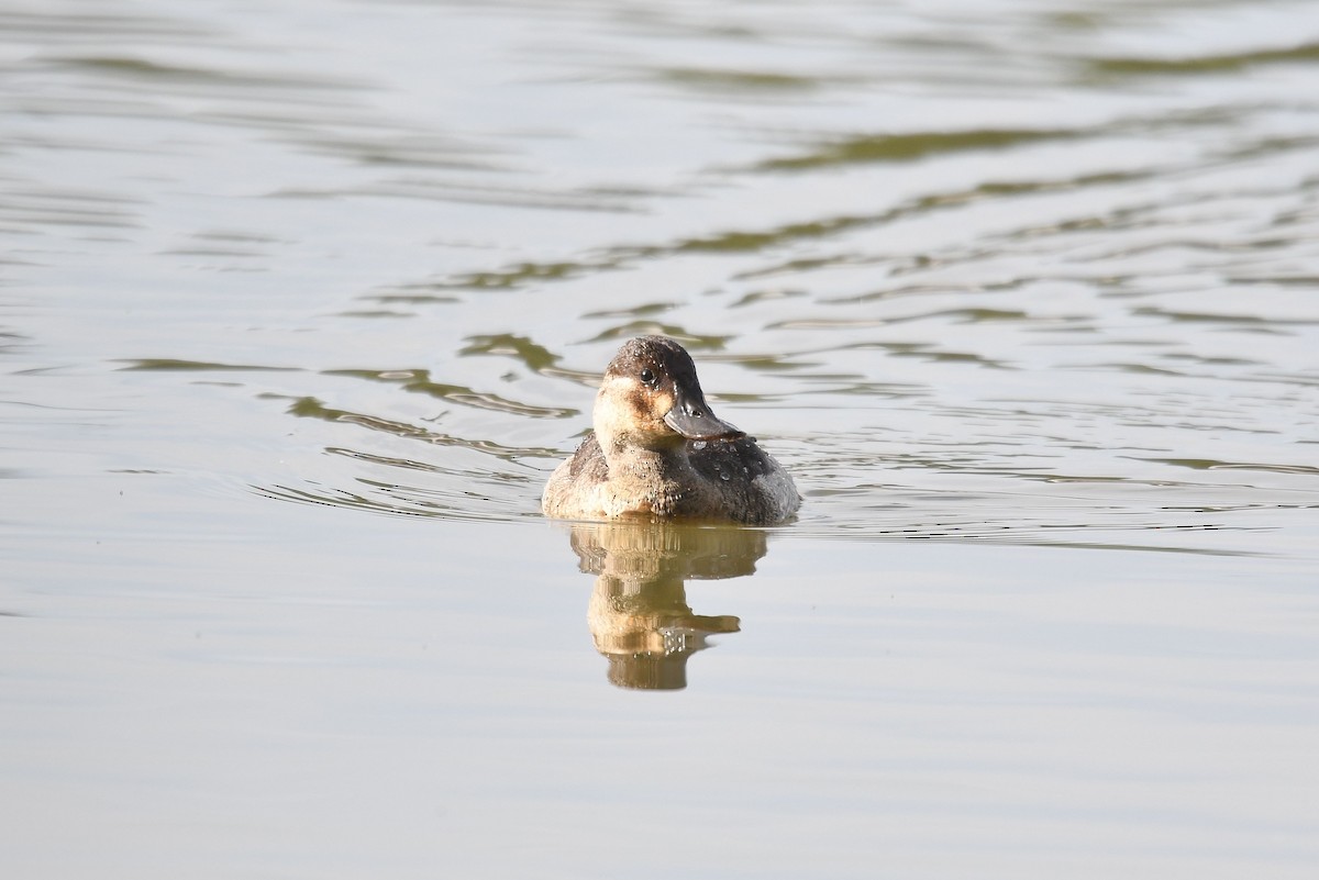 Ruddy Duck - ML189775341