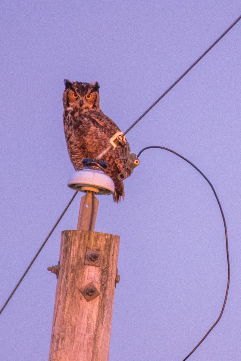 Great Horned Owl - ML189776581