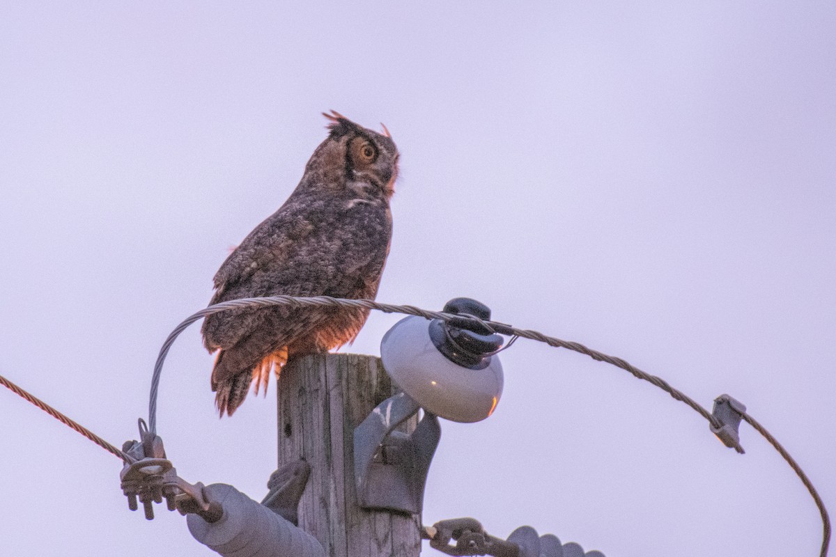 Great Horned Owl - ML189776601