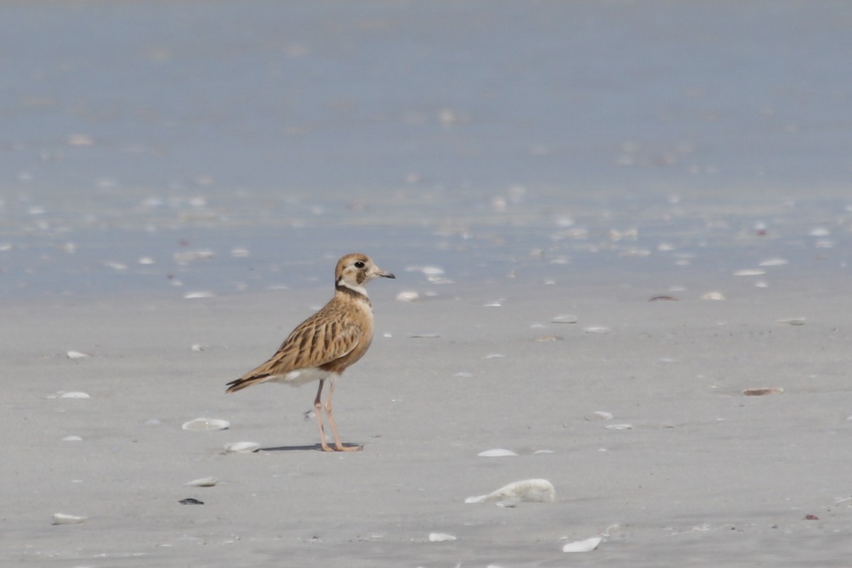 Inland Dotterel - ML189781111