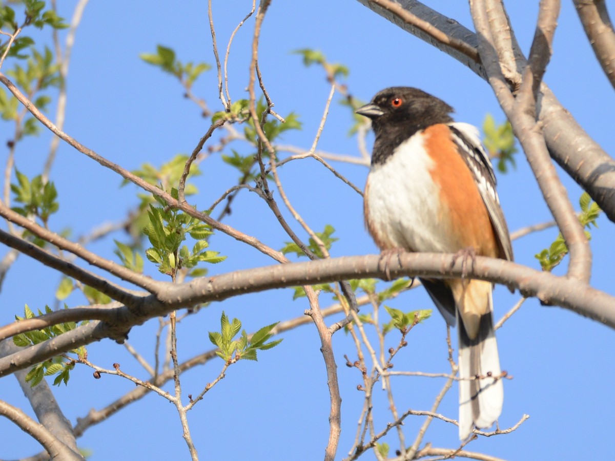 Spotted Towhee - ML189781461