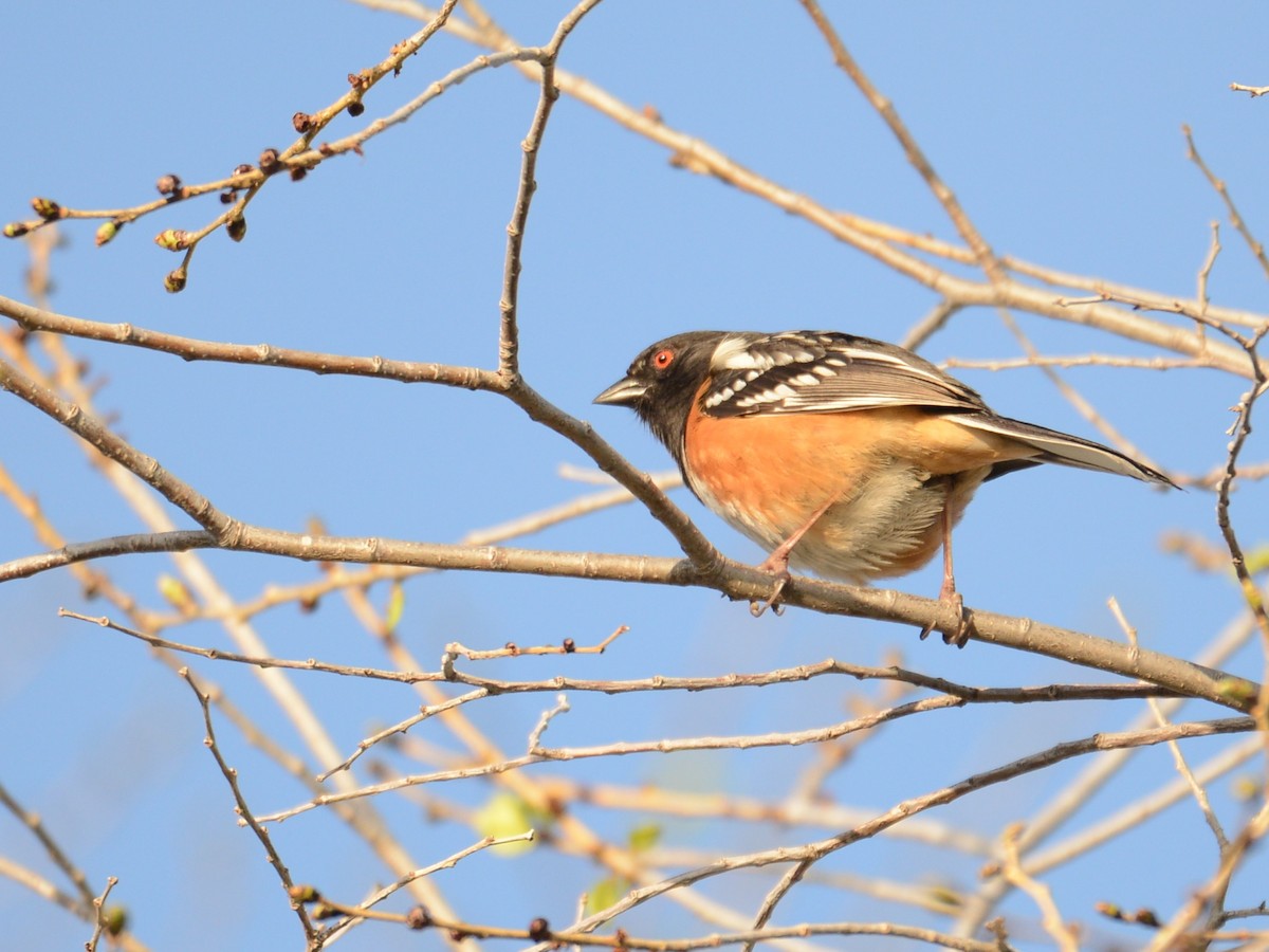 Spotted Towhee - ML189781471