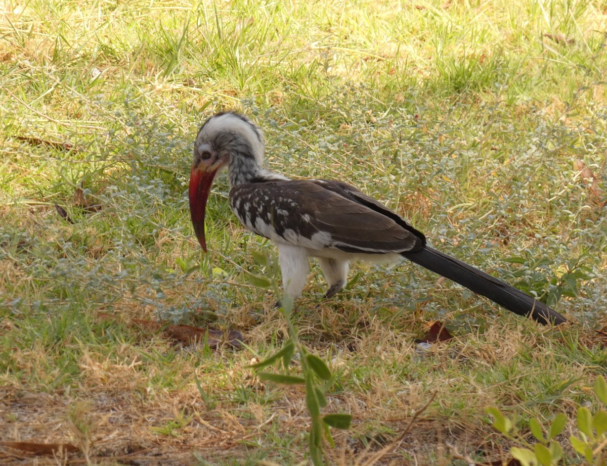 Southern Red-billed Hornbill - D.  Coody