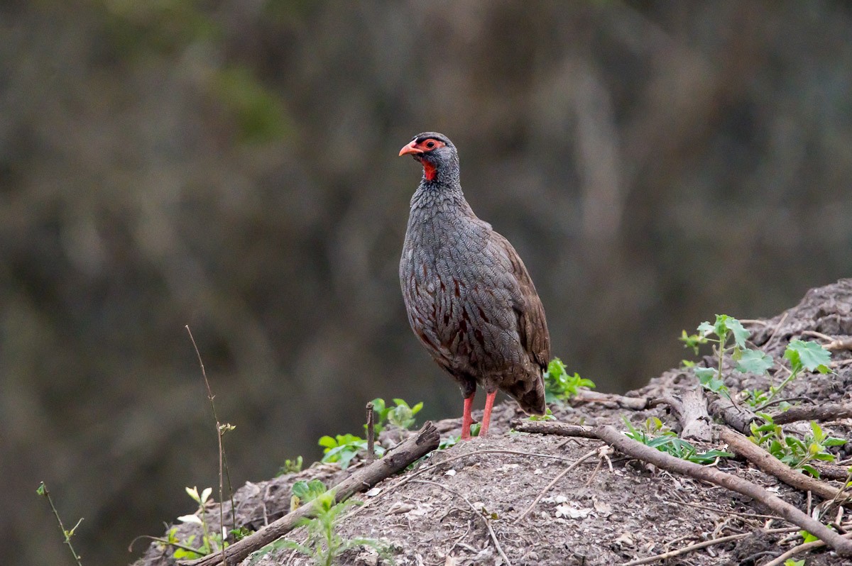 Red-necked Spurfowl - ML189783011