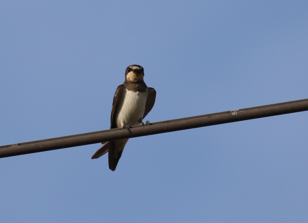 Red-chested Swallow - Fikret Ataşalan