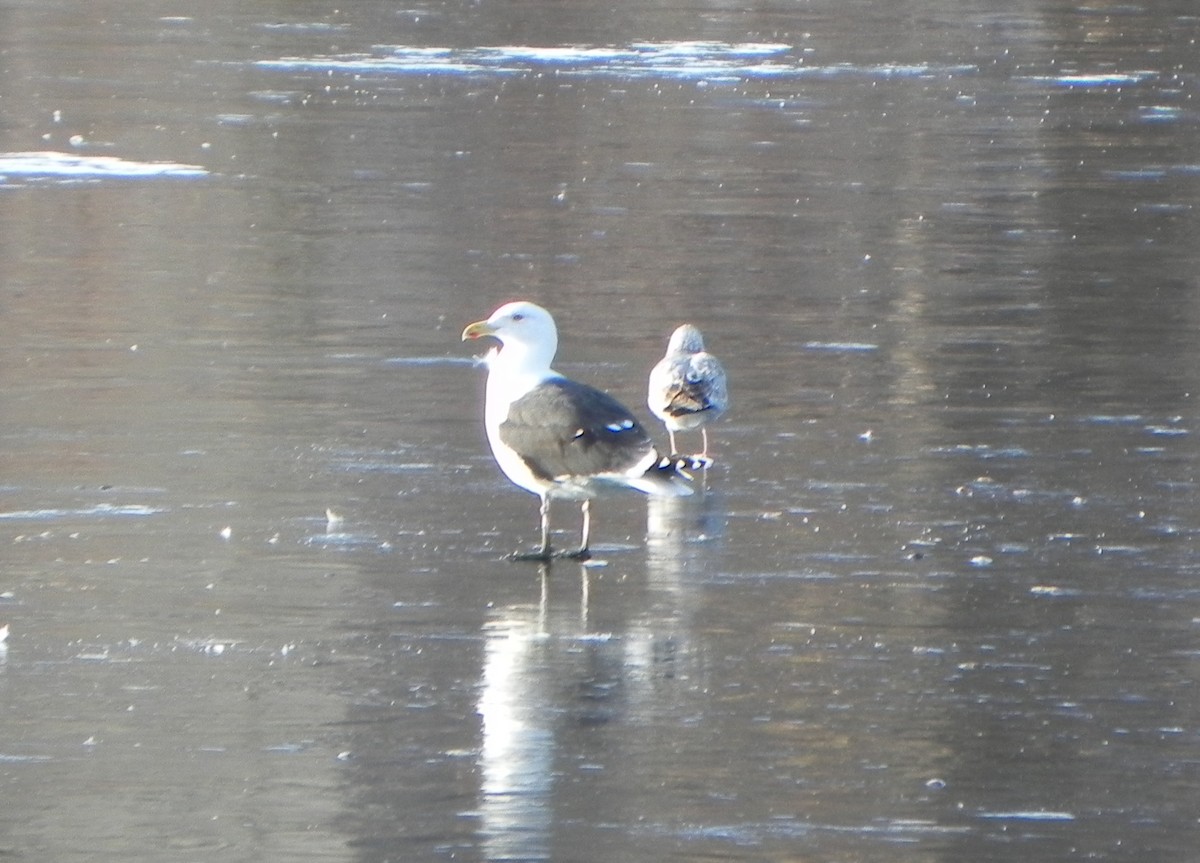 Great Black-backed Gull - ML189786041