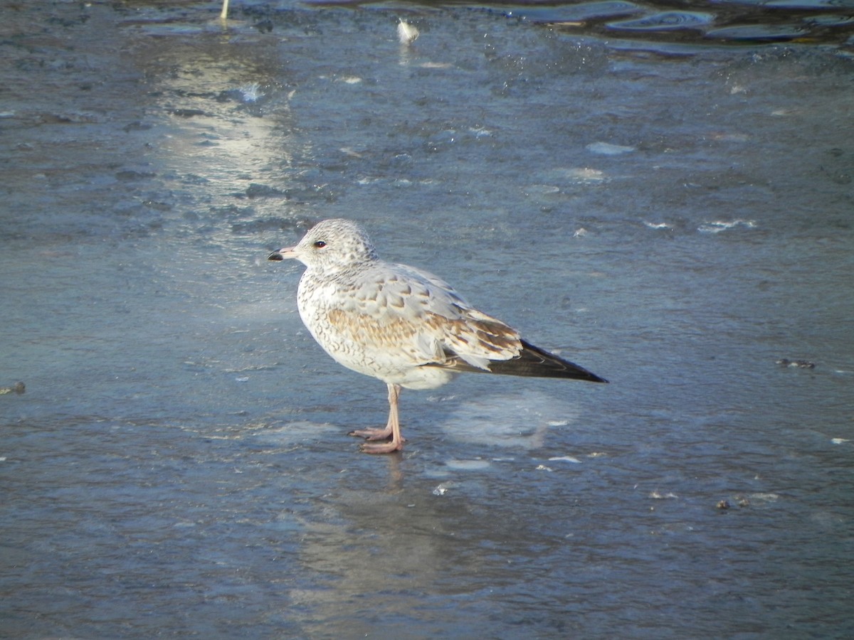 Ring-billed Gull - ML189786101