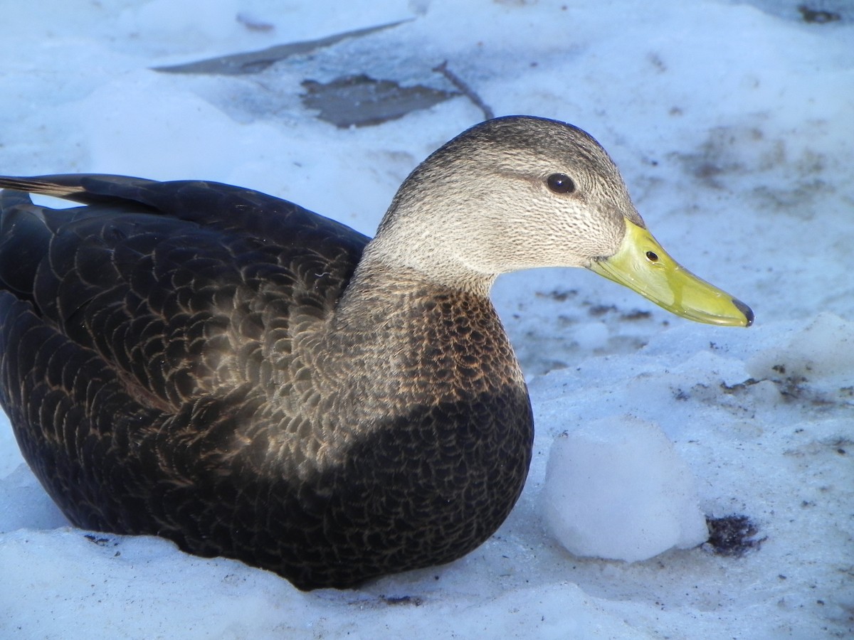 American Black Duck - ML189786201