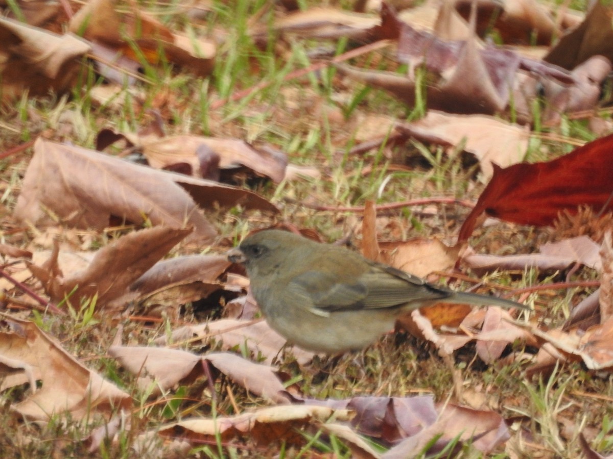 Dark-eyed Junco - ML189786601