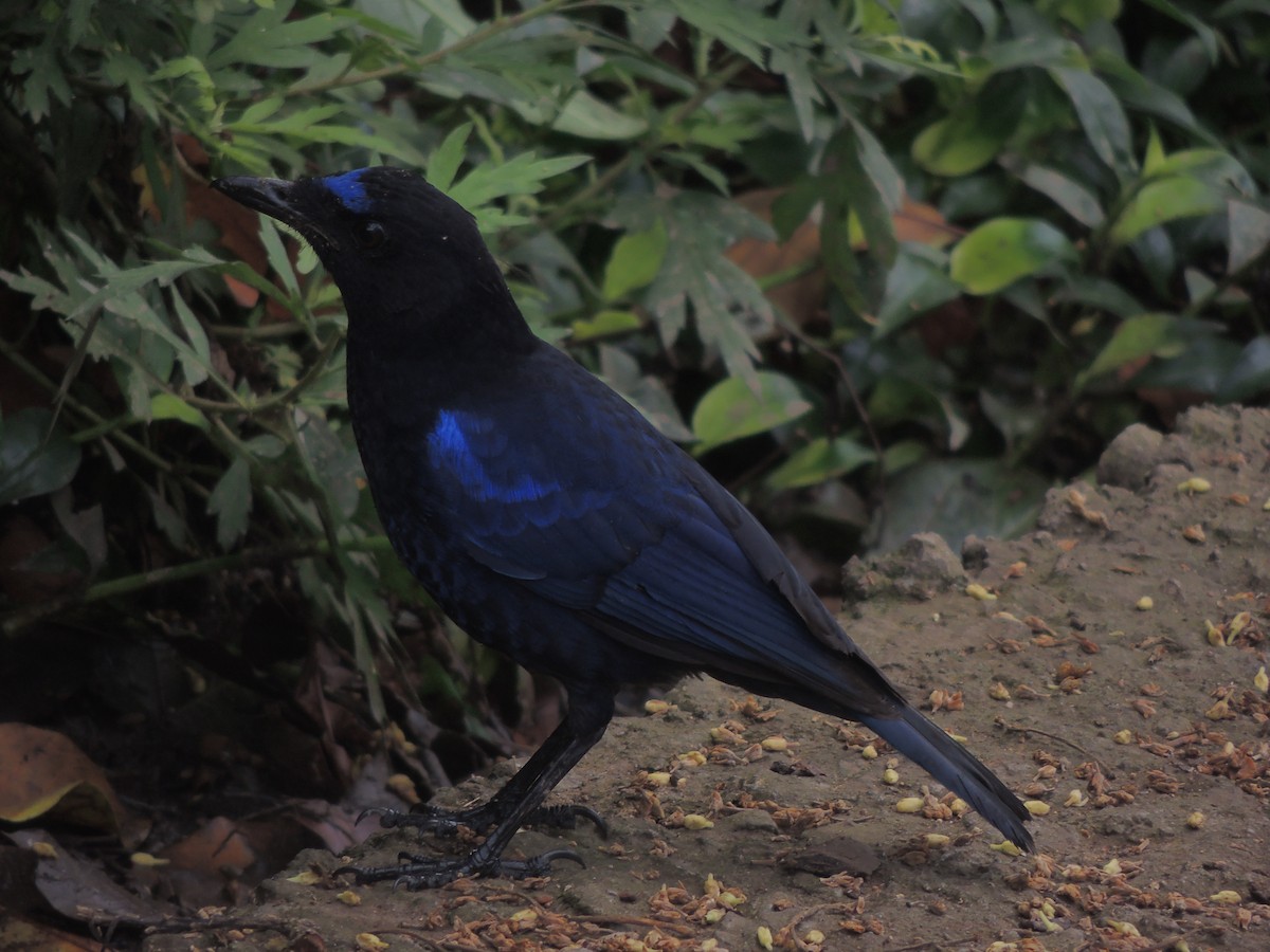Малабарская синяя птица - ML189786891