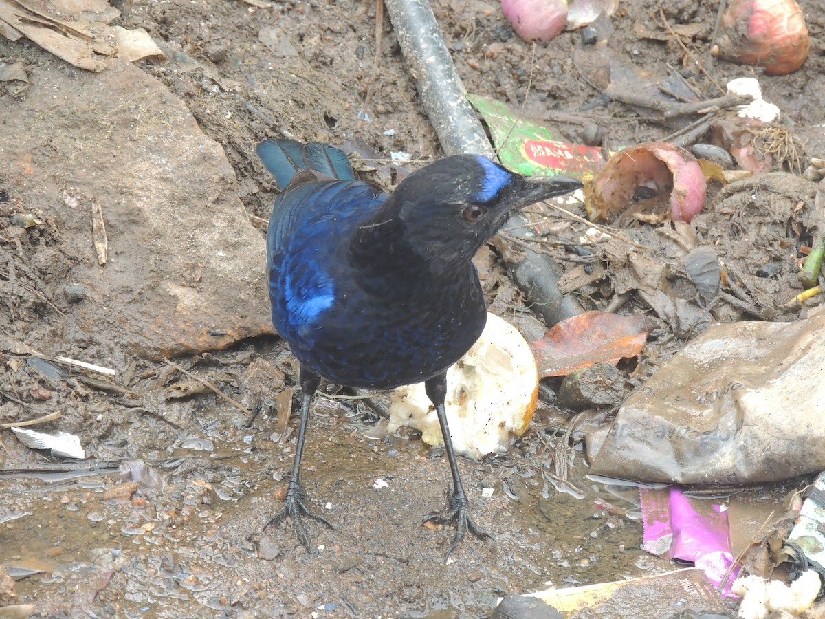 Малабарская синяя птица - ML189787081