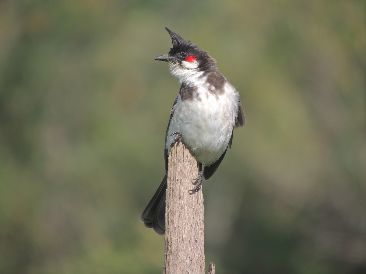 Red-whiskered Bulbul - ML189787171