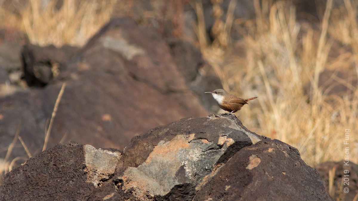 Canyon Wren - ML189789141