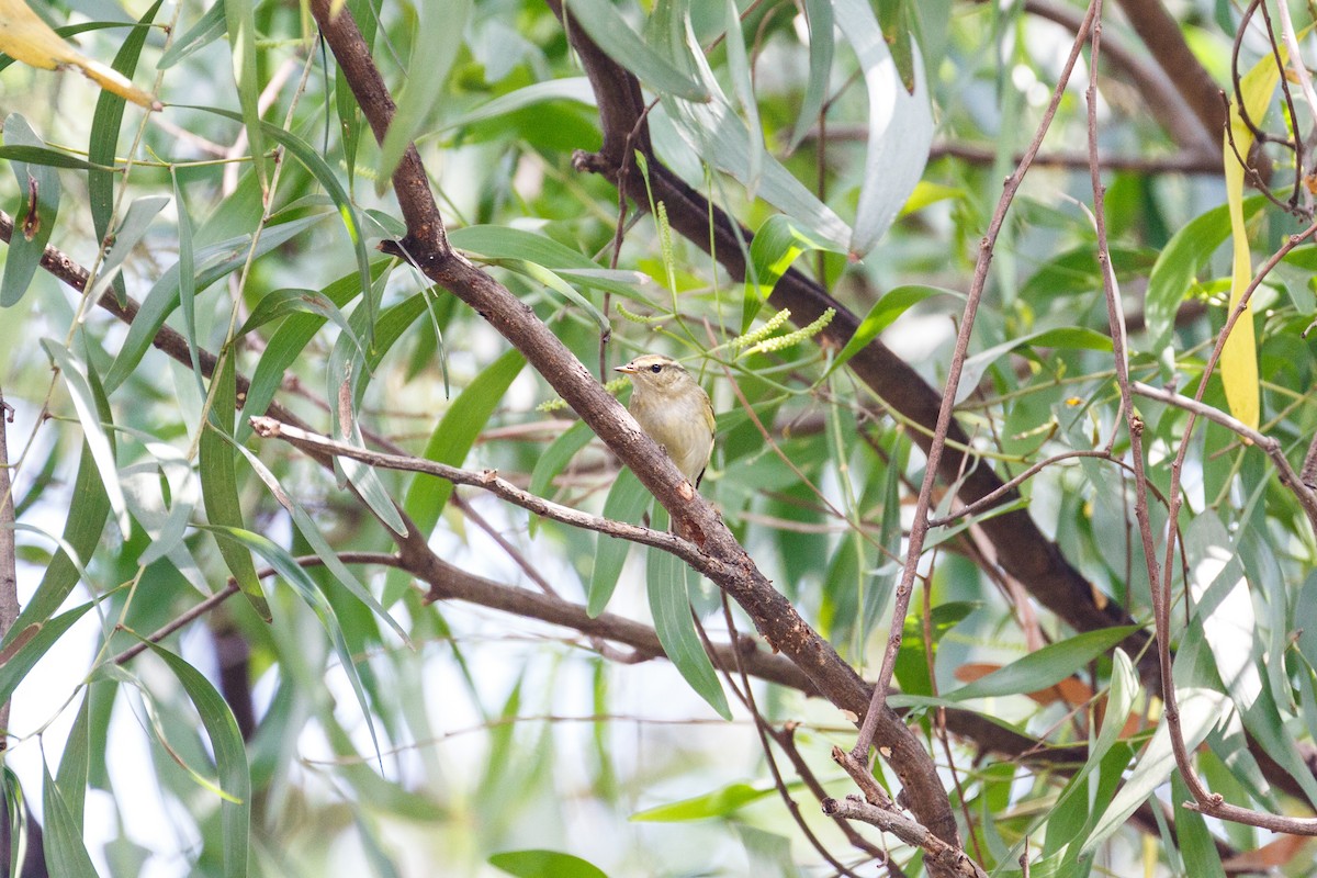 Yellow-browed Warbler - ML189789381