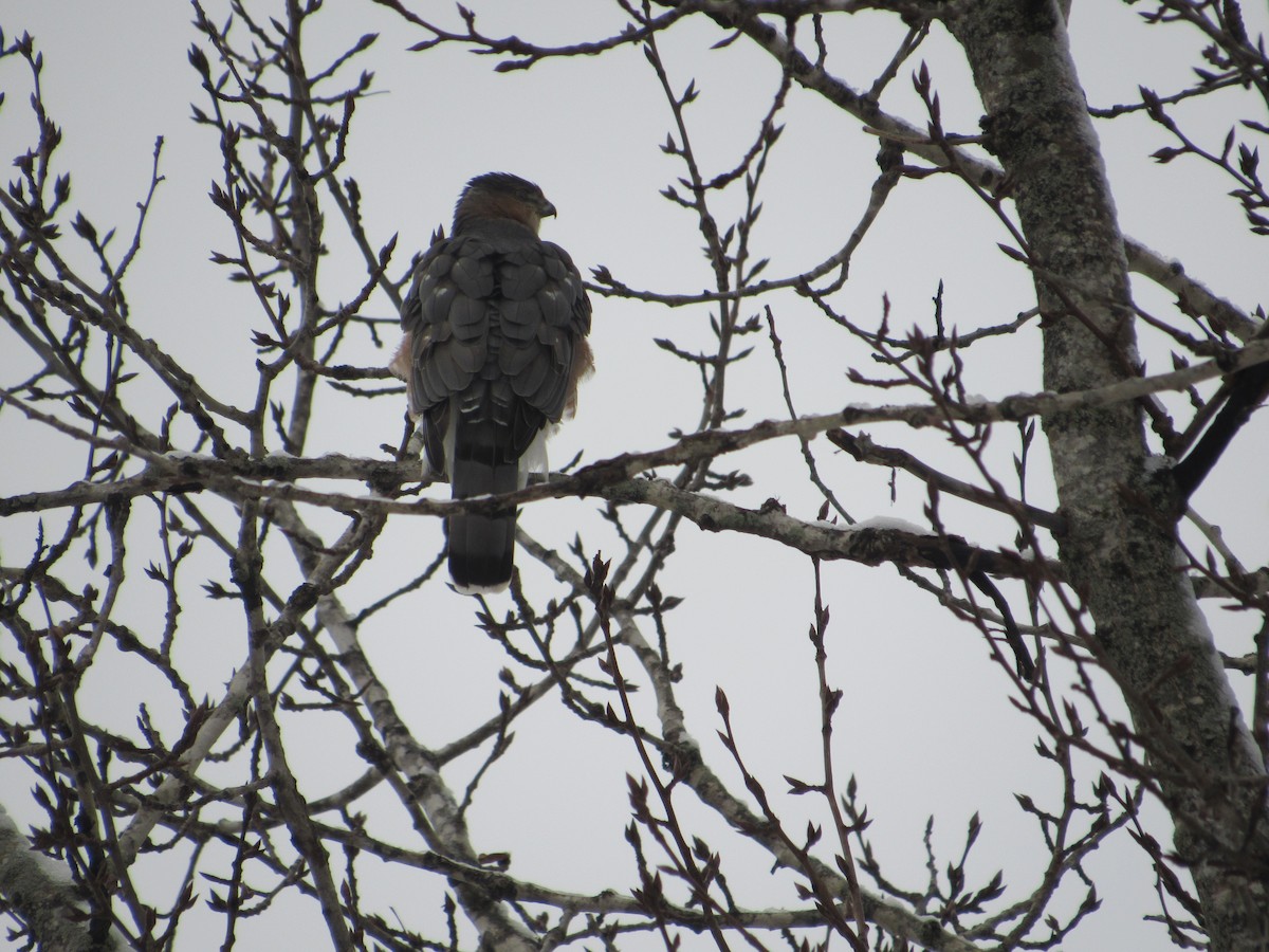 Cooper's Hawk - Leo & Melissa Bachand