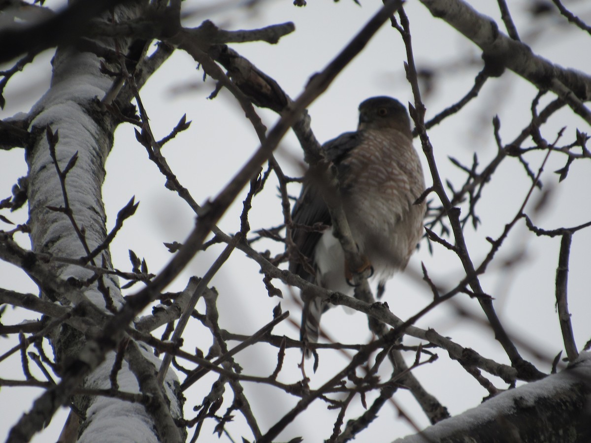 Cooper's Hawk - ML189790301