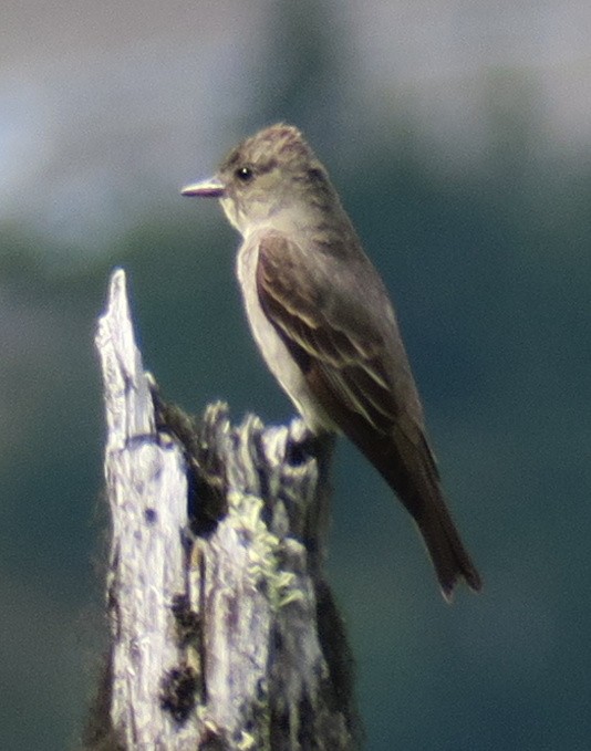 Olive-sided Flycatcher - ML189794131