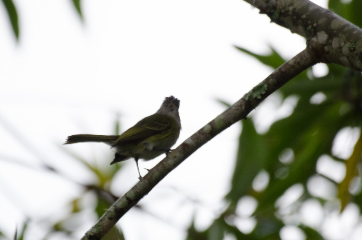 Gray-capped Tyrannulet - Marcos Eugênio Birding Guide