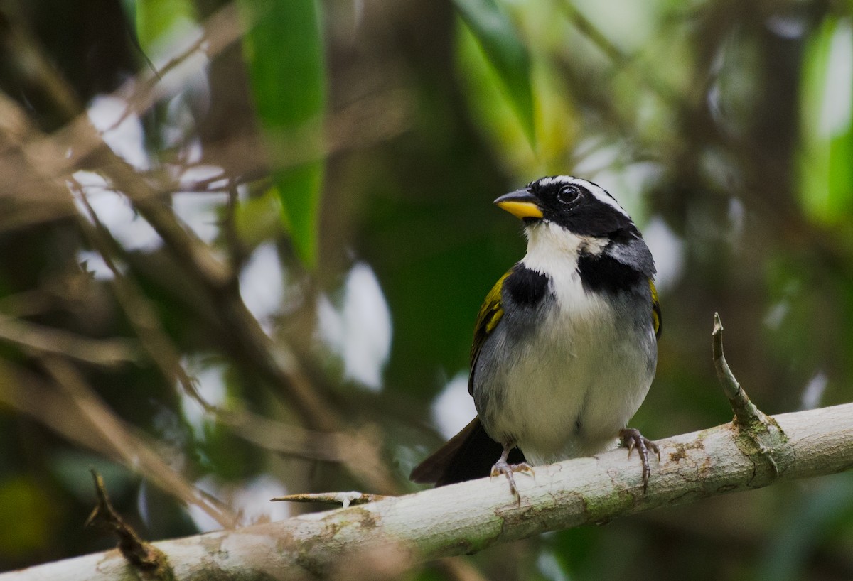 Half-collared Sparrow - Marcos Eugênio Birding Guide