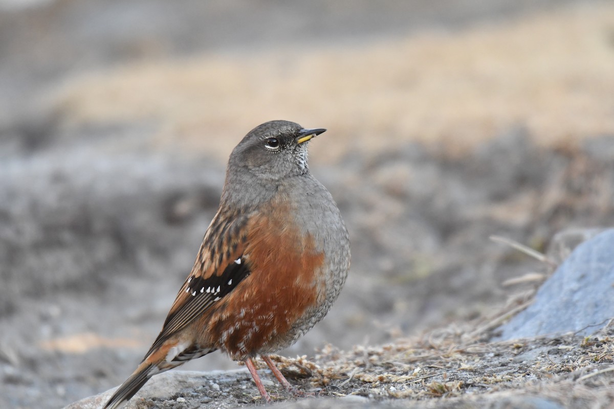 Alpine Accentor - ML189796291