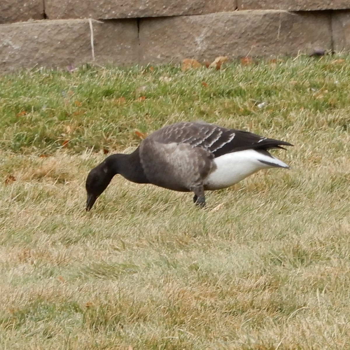 Brant - ML189797241