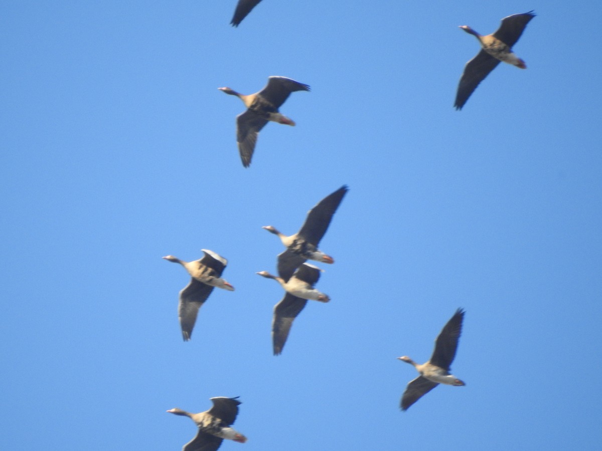 Greater White-fronted Goose - ML189797361