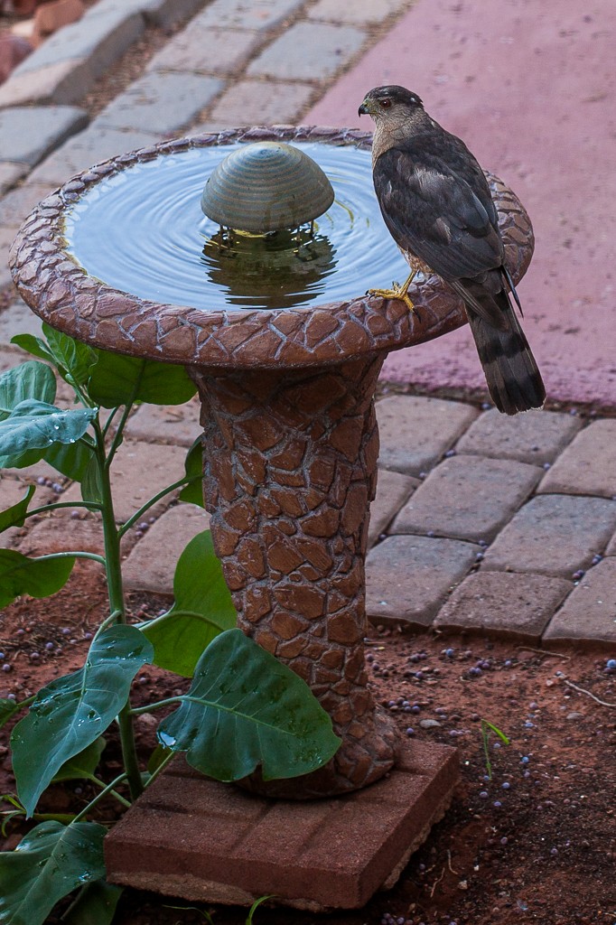 Cooper's Hawk - ML189797801